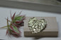 Broche Loviva